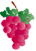 Vigne rouge. Grappe de raisins.