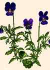 Violette tricolore.