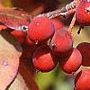 Viorne obier. Fruits.