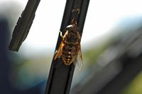 Taon des Sudètes (Tabanus sudeticus). Cliquer pour agrandir l'image dans Adobe Stock (nouvel onglet).