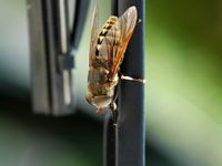 Taon des Sudètes (Tabanus sudeticus). Cliquer pour agrandir l'image dans Adobe Stock (nouvel onglet).