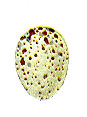 Sittelle torchepot. Oeuf.