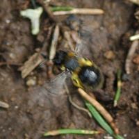 Abeille des sables. En vol, puy des Goules. Cliquer pour agrandir l'image.
