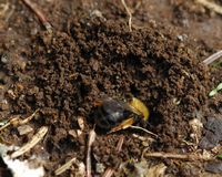 Abeille des sables. Creusant, puy des Goules. Cliquer pour agrandir l'image.