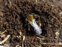 Abeille des sables. Creusant, puy des Goules. Cliquer pour agrandir l'image.