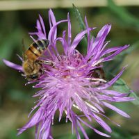 Abeille domestique. Sur centaurée jacée, Côtes de Clermont. Cliquer pour agrandir l'image.