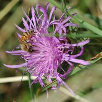 Abeille domestique. Sur centaurée jacée, Côtes de Clermont. Cliquer pour agrandir l'image.