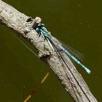 Agrion blanchâtre. Vue latéro-dorsale, Côtes de Clermont. Cliquer pour agrandir l'image.