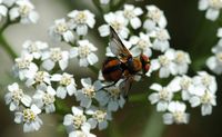 Alophore hemiptère. Vue dorsale, Les Roches. Cliquer pour agrandir l'image.