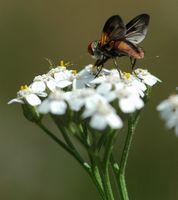 Alophore hemiptère. Vue postéro-latérale, Les Roches. Cliquer pour agrandir l'image.