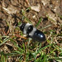 Andrena cineraria. Villars. Cliquer pour agrandir l'image.