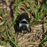 Andrena cineraria. Villars. Cliquer pour agrandir l'image.
