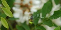 Araniella cucurbitina. Sur robinier, Côtes de Clermont. Cliquer pour agrandir l'image.