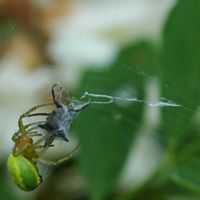 Araniella cucurbitina. Sur robinier, Côtes de Clermont. Cliquer pour agrandir l'image.