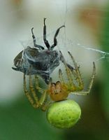 Araniella cucurbitina. Sur robinier, Côtes de Clermont. Cliquer pour agrandir l'image.