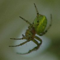 Araniella cucurbitina. Sur robinier, Côtes de Clermont. Cliquer pour agrandir l'image.