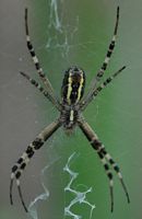 Argiope rayée. Dessous, Chamalières. Cliquer pour agrandir l'image.
