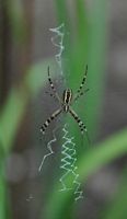 Argiope rayée. Dessous, Chamalières. Cliquer pour agrandir l'image.