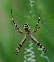 Argiope rayée. Dessus, Chamalières. Cliquer pour agrandir l'image.