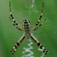 Argiope rayée. Dessus, Chamalières. Cliquer pour agrandir l'image.