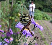 Argiope rayée. Cliquer pour agrandir l'image.