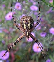Argiope rayée. Cliquer pour agrandir l'image.