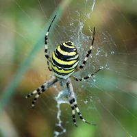 Argiope rayée. Vue latéro-dorsale, Côtes de Clermont. Cliquer pour agrandir l'image.