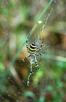 Argiope rayée. Vue latéro-dorsale, Côtes de Clermont. Cliquer pour agrandir l'image.