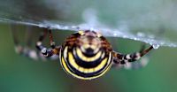 Argiope rayée. Vue postérieure, Côtes de Clermont. Cliquer pour agrandir l'image.