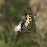 Argiope rayée. Cliquer pour agrandir l'image.