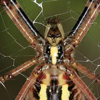 Argiope rayée. Cliquer pour agrandir l'image.