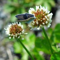 Argus bleu. Sur trèfle blanc, Côtes de Clermont. Cliquer pour agrandir l'image.