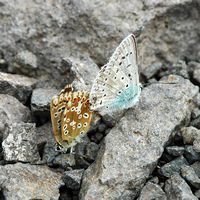 Argus bleu nacre. Accouplement, Côtes de Clermont. Cliquer pour agrandir l'image.