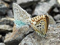 Argus bleu nacre. Accouplement, Côtes de Clermont. Cliquer pour agrandir l'image.
