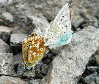 Argus bleu nacre. Accouplement, Côtes de Clermont. Cliquer pour agrandir l'image.