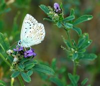 Argus bleu nacre. Mâle, Côtes de Clermont. Cliquer pour agrandir l'image.