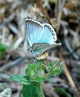 Argus bleu nacre. Mâle, Côtes de Clermont. Cliquer pour agrandir l'image.