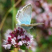 Argus bleu nacre. Mâle, Côtes de Clermont. Cliquer pour agrandir l'image.