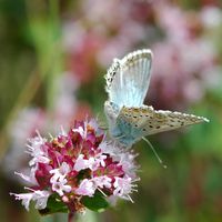 Argus bleu nacre. Mâle, Côtes de Clermont. Cliquer pour agrandir l'image.