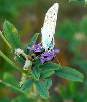 Argus bleu nacre. Mâle, Côtes de Clermont. Cliquer pour agrandir l'image.