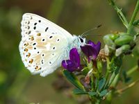 Argus bleu nacre. Mâle, Côtes de Clermont. Cliquer pour agrandir l'image.