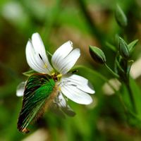 Argus vert. Vue latéro-dorsale trois-quarts, sur stellaire, Cheires de Côme. Cliquer pour agrandir l'image.