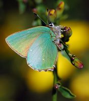 Argus vert. Sur genêt, Côtes de Clermont. Cliquer pour agrandir l'image.