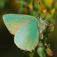 Argus vert. Sur genêt, Côtes de Clermont. Cliquer pour agrandir l'image.