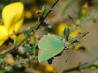 Argus vert. Sur genêt, Côtes de Clermont. Cliquer pour agrandir l'image.