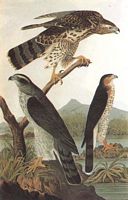 Autour des palombes. Autour des palombes (Audubon). Cliquer pour agrandir l'image.