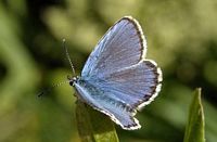 Azuré du genêt. Cliquer pour agrandir l'image.