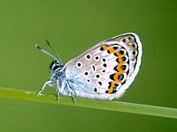 Azuré du genêt. Cliquer pour agrandir l'image.