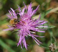 Bombus mesomelas. Sur centaurée jacée, Côtes de Clermont. Cliquer pour agrandir l'image.