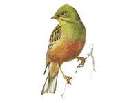 Bruant ortolan. Cliquer pour agrandir l'image.